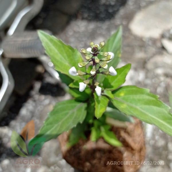 Jual Bibit Kumis Kucing Herbal Agro Bibit ID