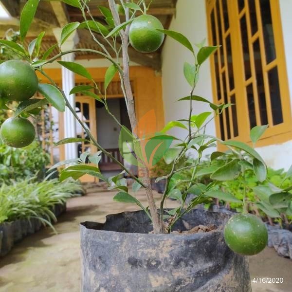 Jual Bibit Jeruk Santang Madu Berbuah Lebat Agro Bibit ID