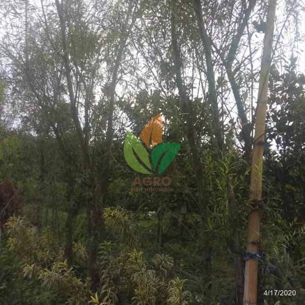 Jual Bibit Pohon Liang Liu 34 Meter UP Agro Bibit ID