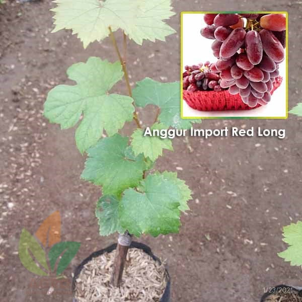 Jual Bibit Anggur Import Red Long Seedless Agro Bibit ID