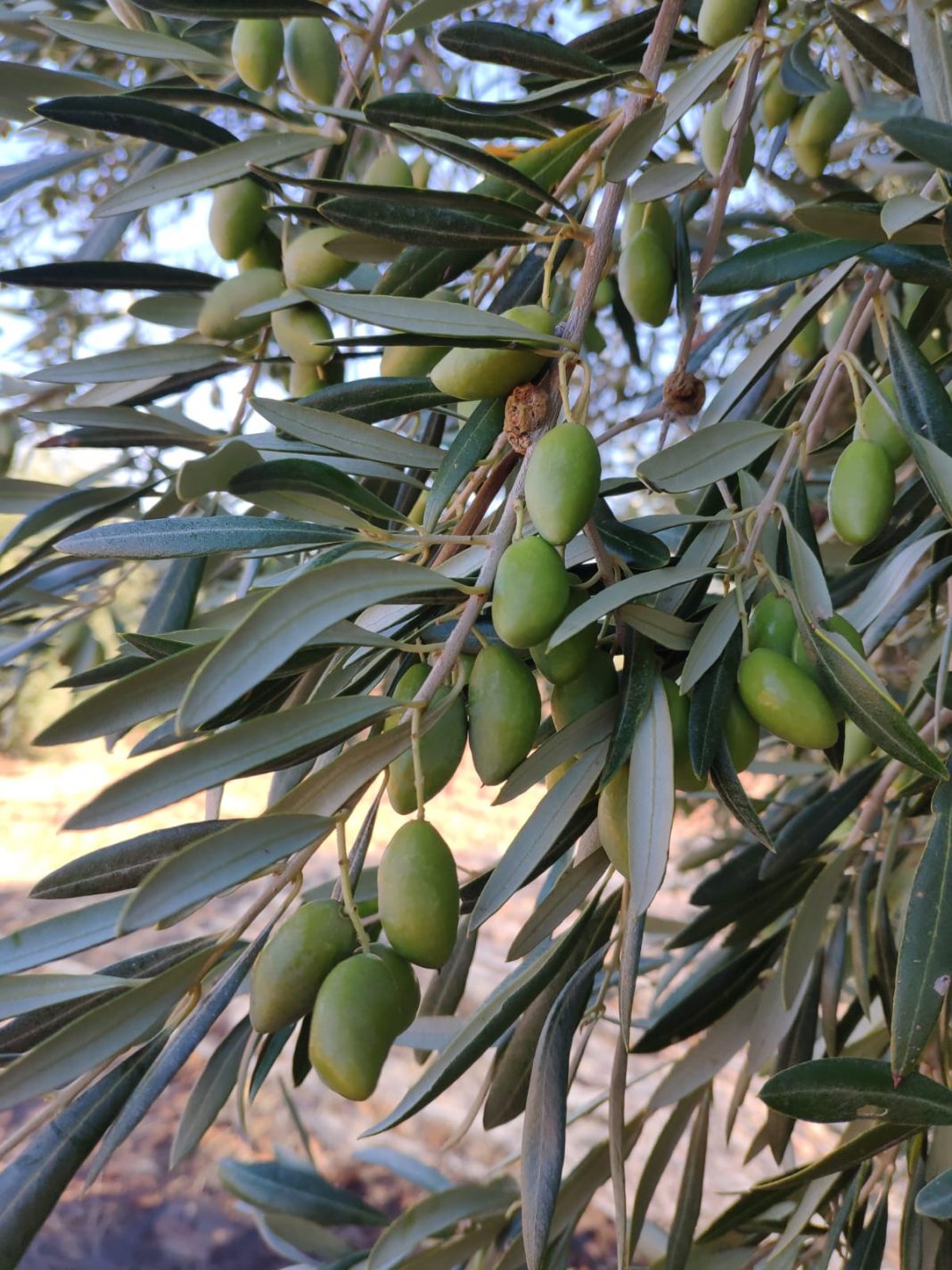 ¿Cuáles son las ventajas de la recolección temprana de la aceituna