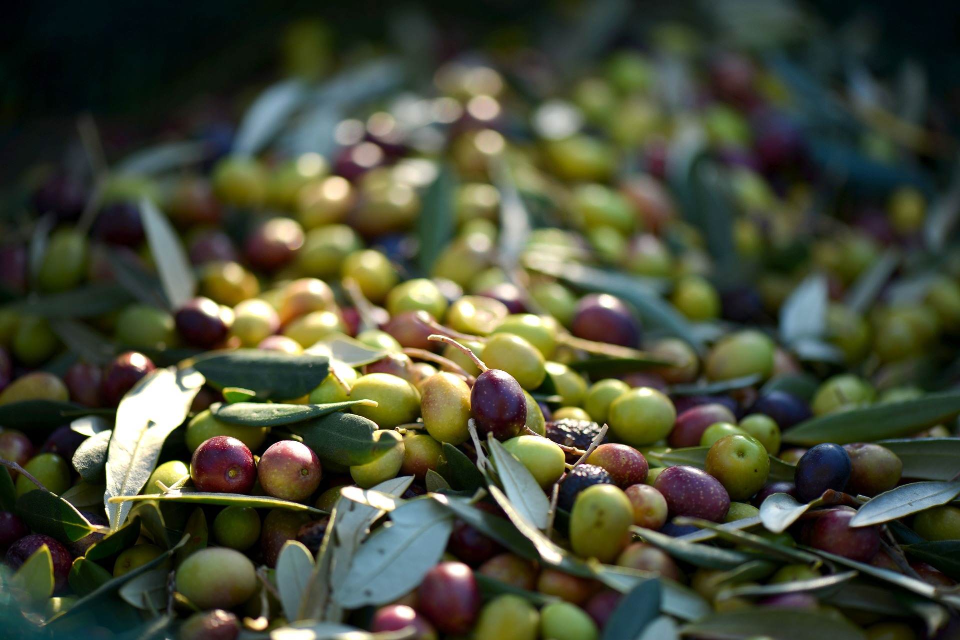 ¿A cuánto se está pagando realmente la aceituna a los agricultores