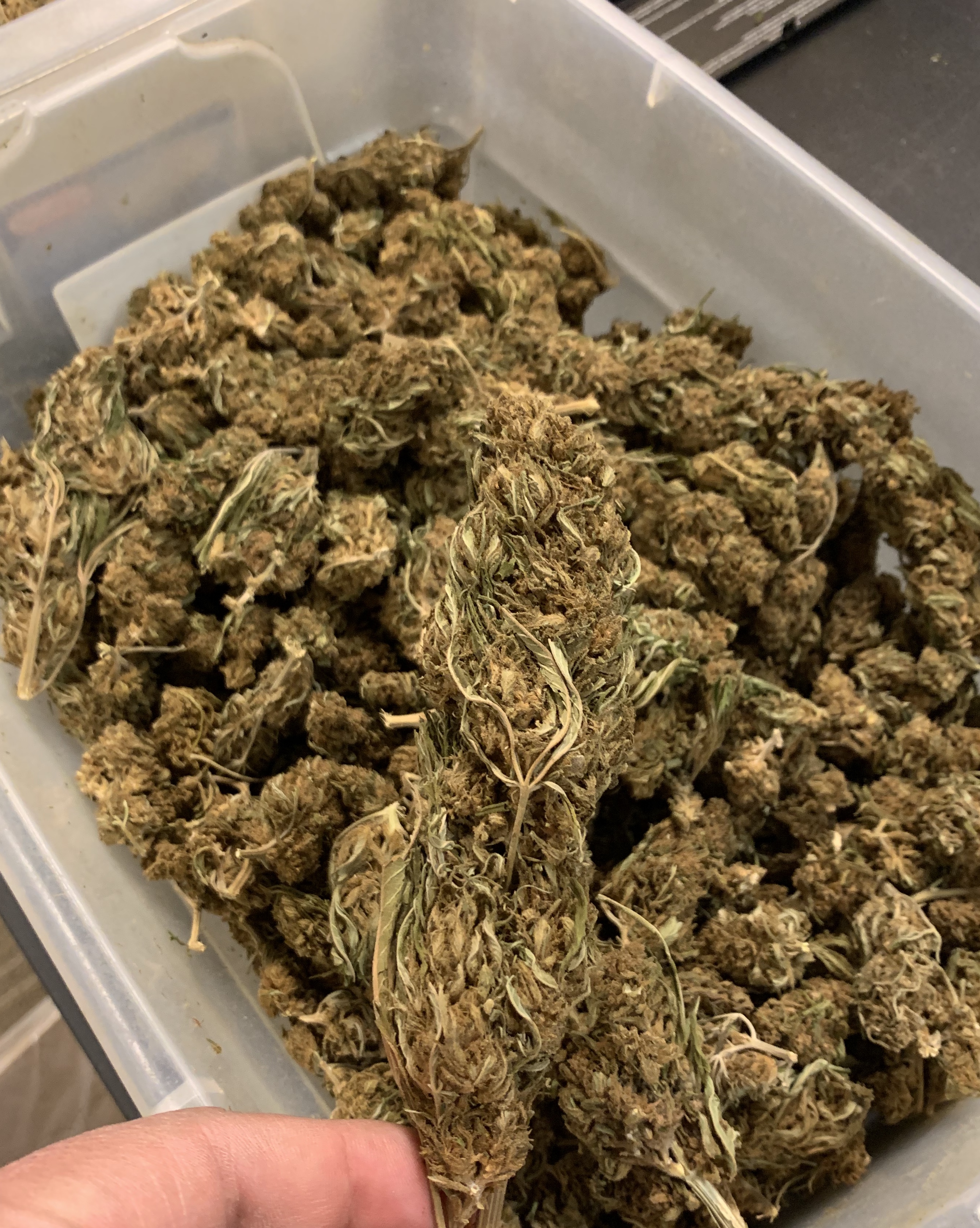 Bulk Hemp Flower TerpNation The best Hemp Flower