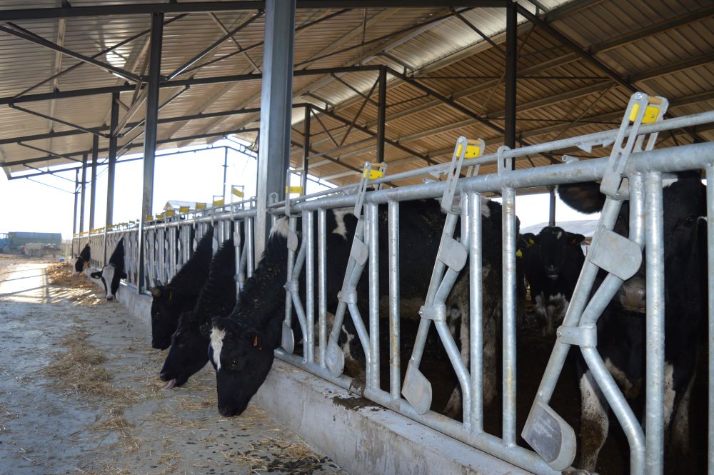 Cattle Headlocks Durability for longlasting performance Agromasters