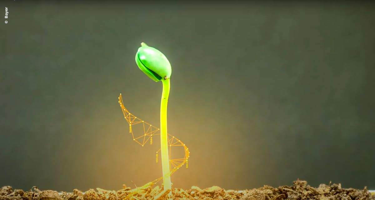 Bayer lança as primeiras variedades de soja com a tecnologia Intacta 2