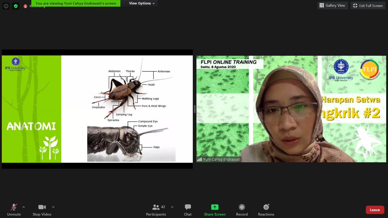 Kenali Karakteristik Produksi Jangkrik