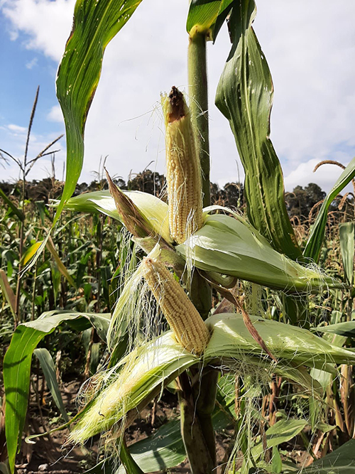 Desarrolla Colpos variedades mejoradas de maíz palomero para potenciar