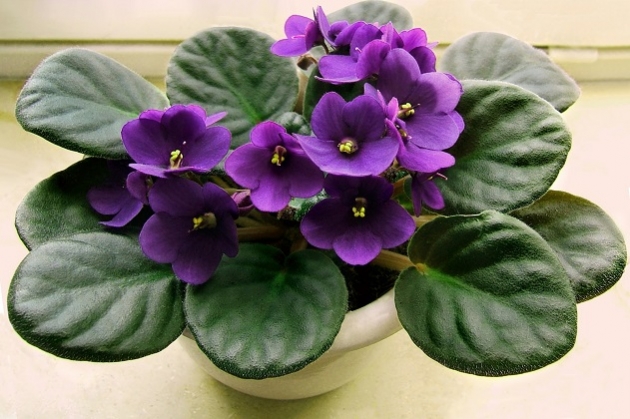 Peluang Usaha Budidaya Bunga African Violet Dan Analisa Usahanya