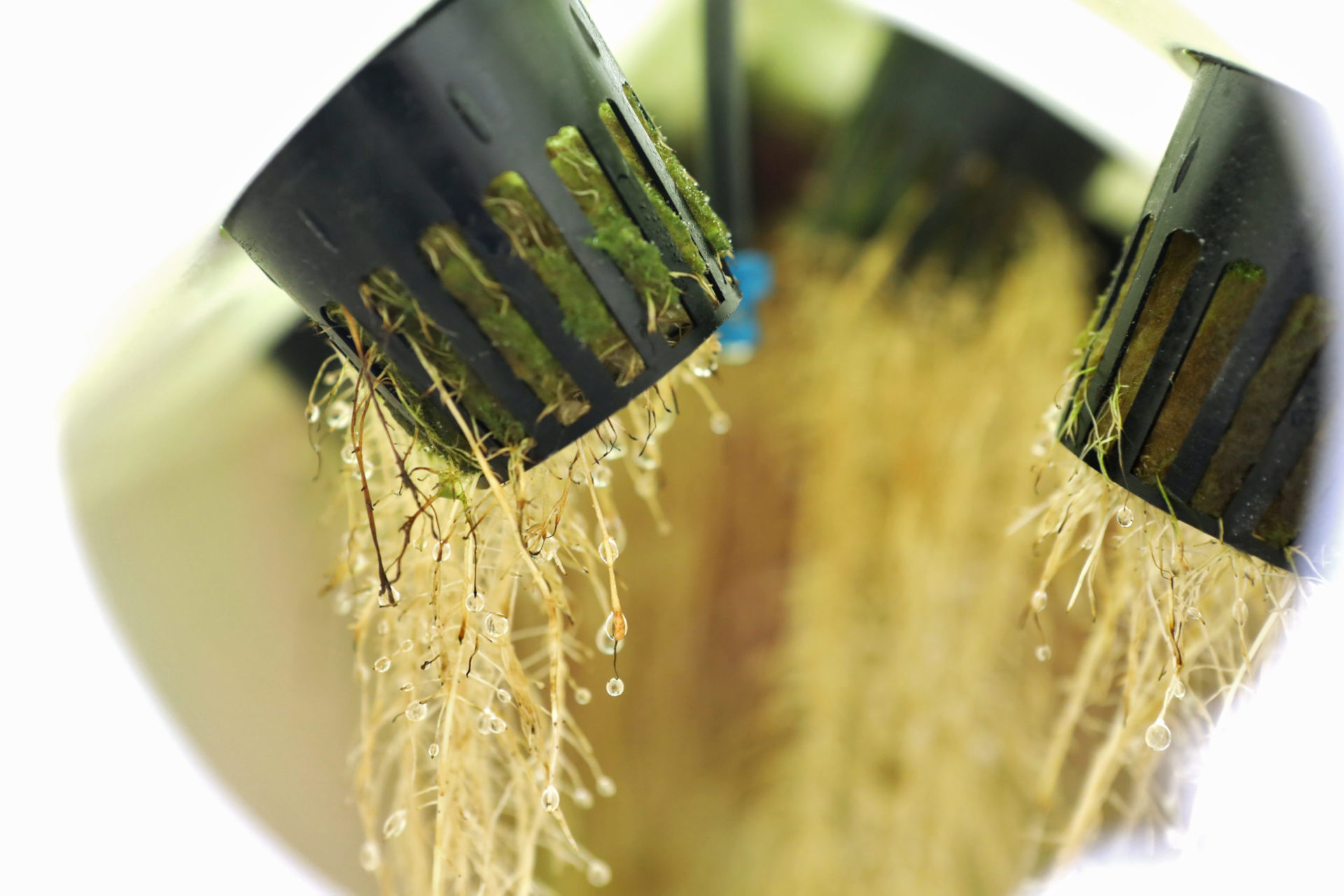 Aeroponics Enhanced Yields AGrowTronics IIoT For Growing