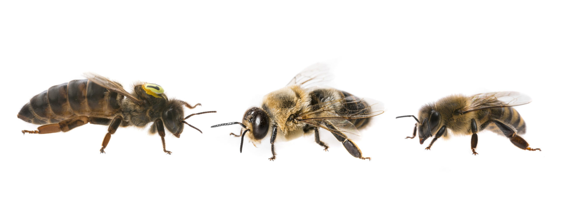 Queen Bees An Overview AGrowTronics IIoT For Growing