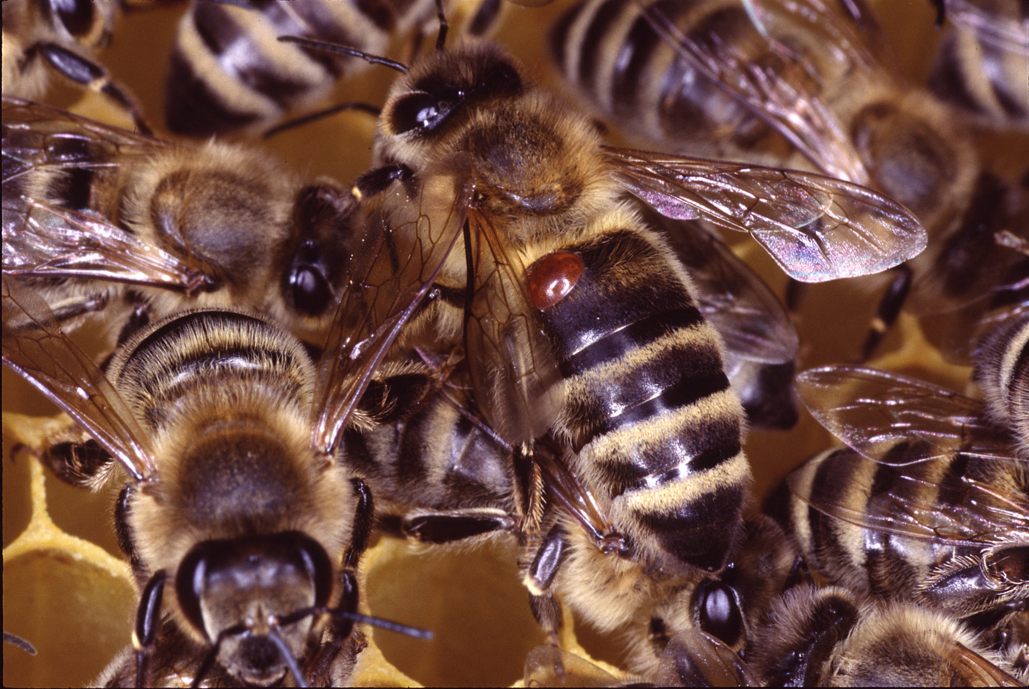 Varroa Mites What Every Beekeeper Should Know AGrowTronics IIoT