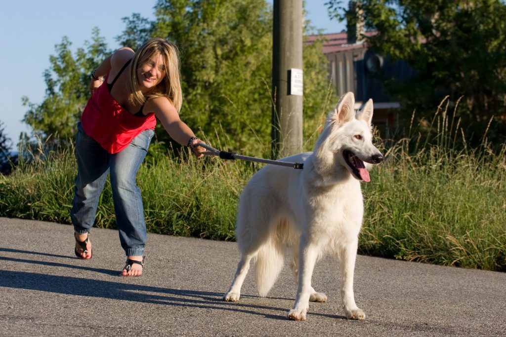 Out for a Walk Teaching Your Puppy Not to Pull on the