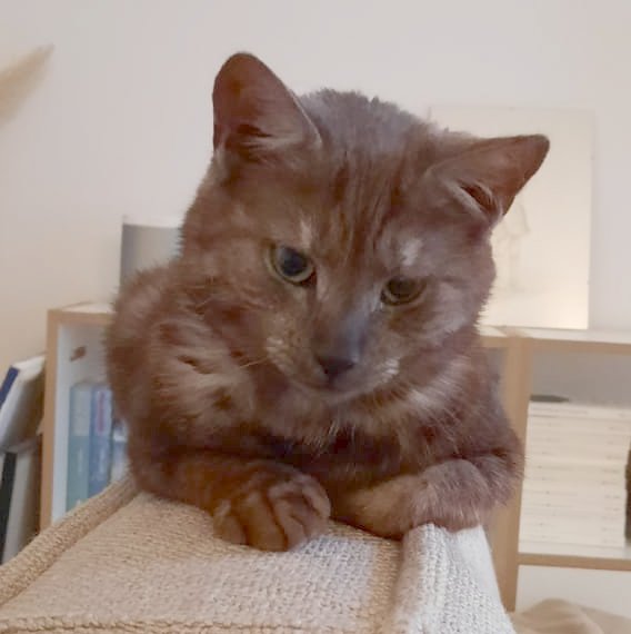 Einzel/Zweitkatzen