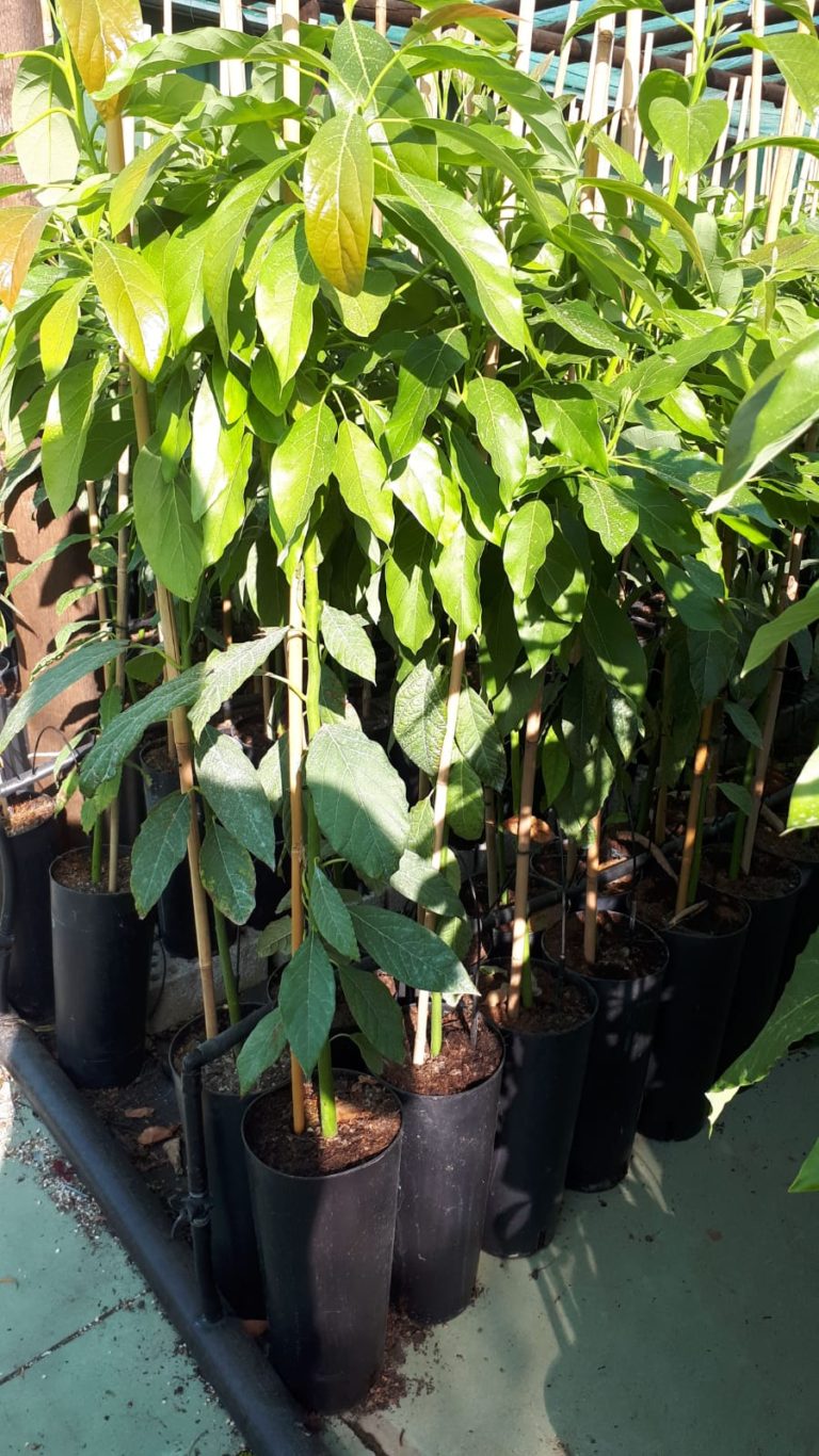 Planta Aguacate Hass Aguacates y mangos
