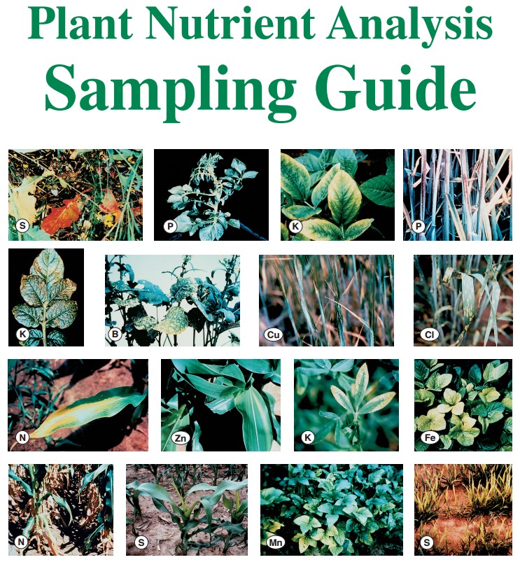 Plant Analysis Sampling Guide Agvise Laboratories