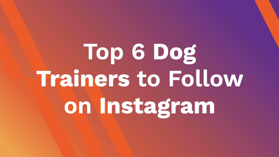Top 6 Dog Trainers to Follow on Instagram AhaSave