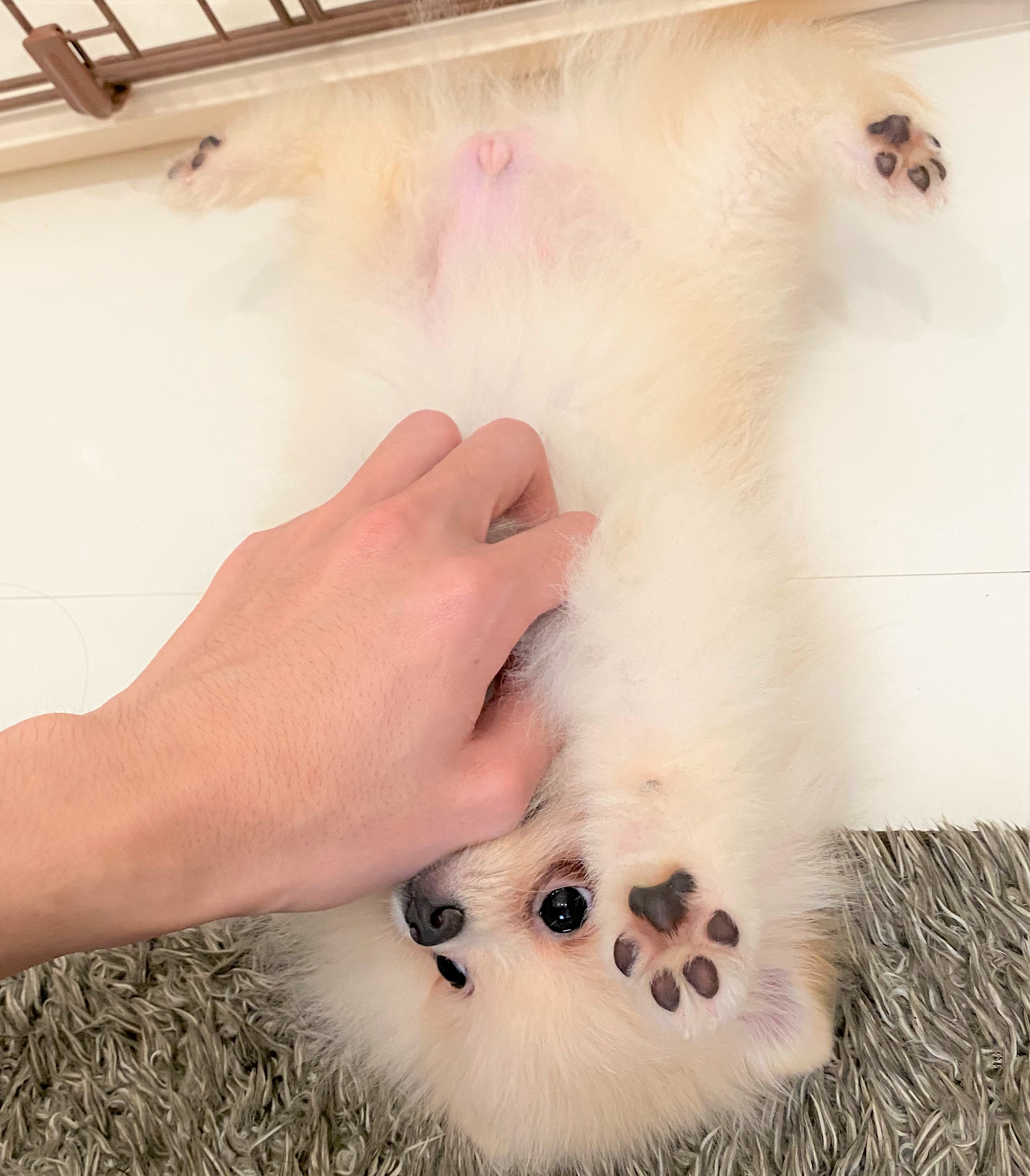 ペットプラス イオンモール長久手店 子犬・子猫専門ペットショップの「PetPlus（ペットプラス）」