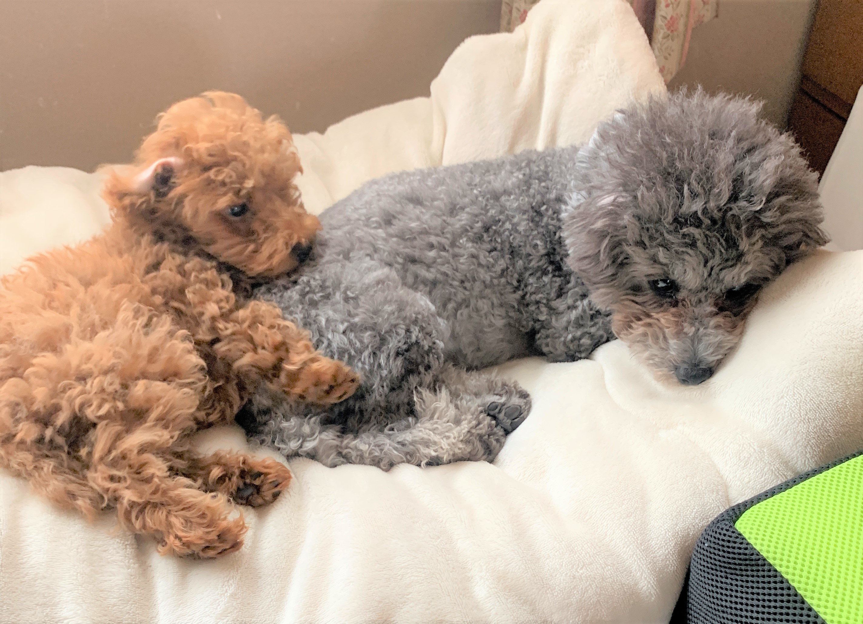 ペットプラス イオンモール長久手店 子犬・子猫専門ペットショップの「PetPlus（ペットプラス）」