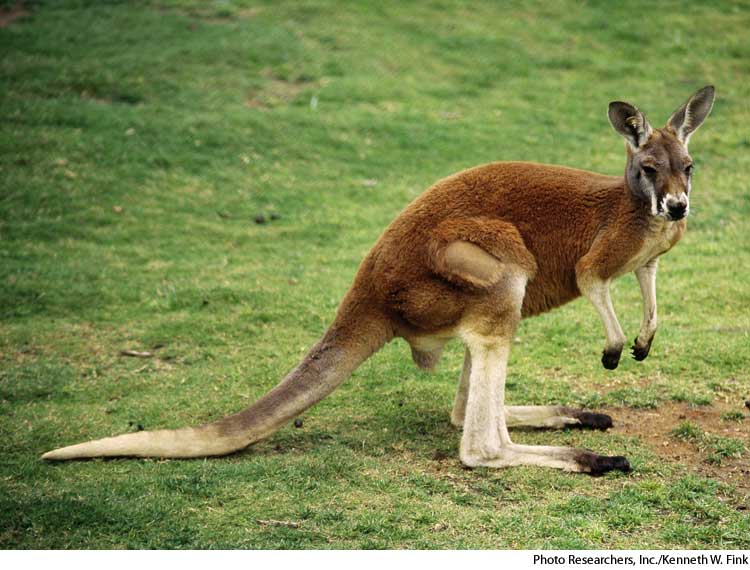 American Heritage Dictionary Entry kangaroo American Heritage Dictionary Entry kangaroo