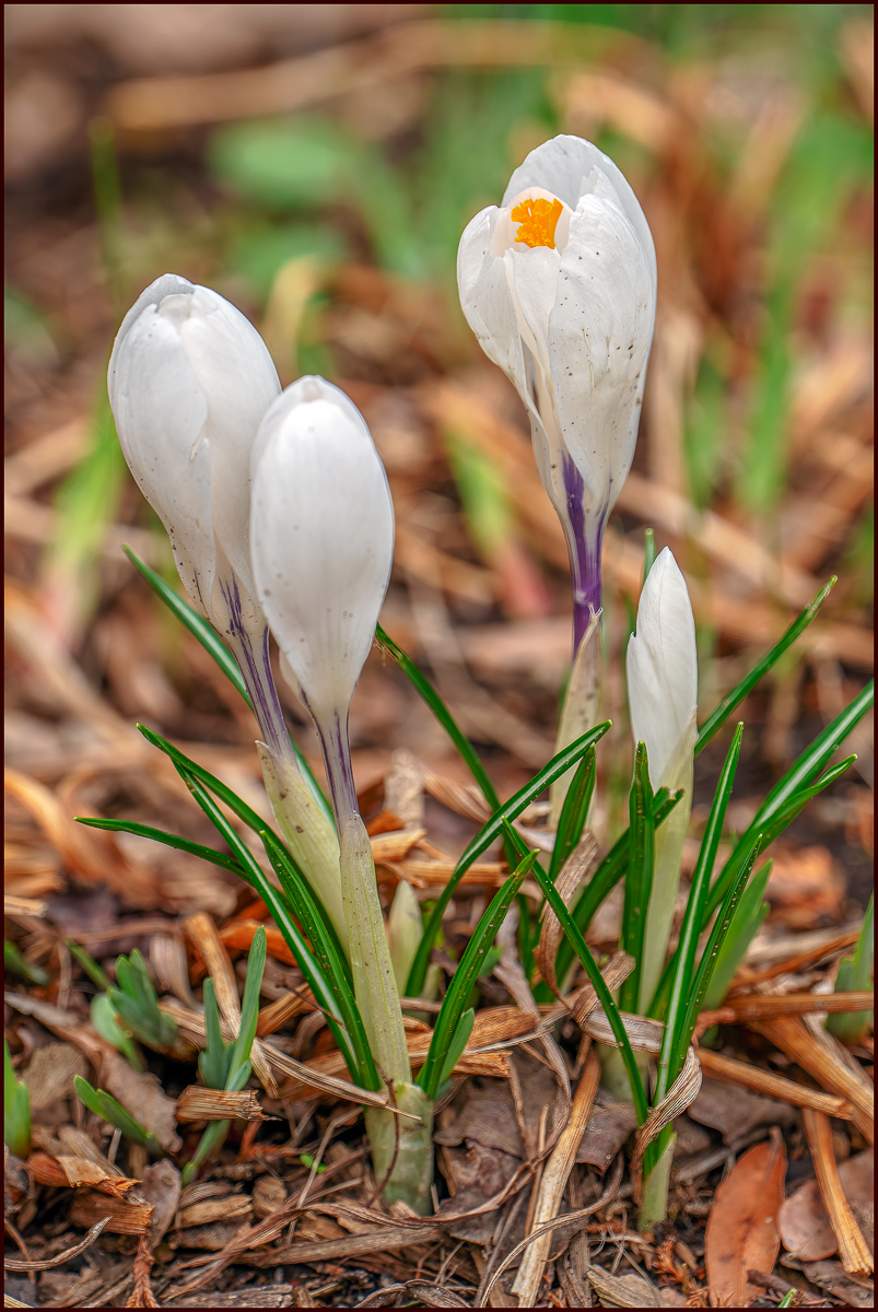 Some Spring Flowers Photography, Images and Cameras