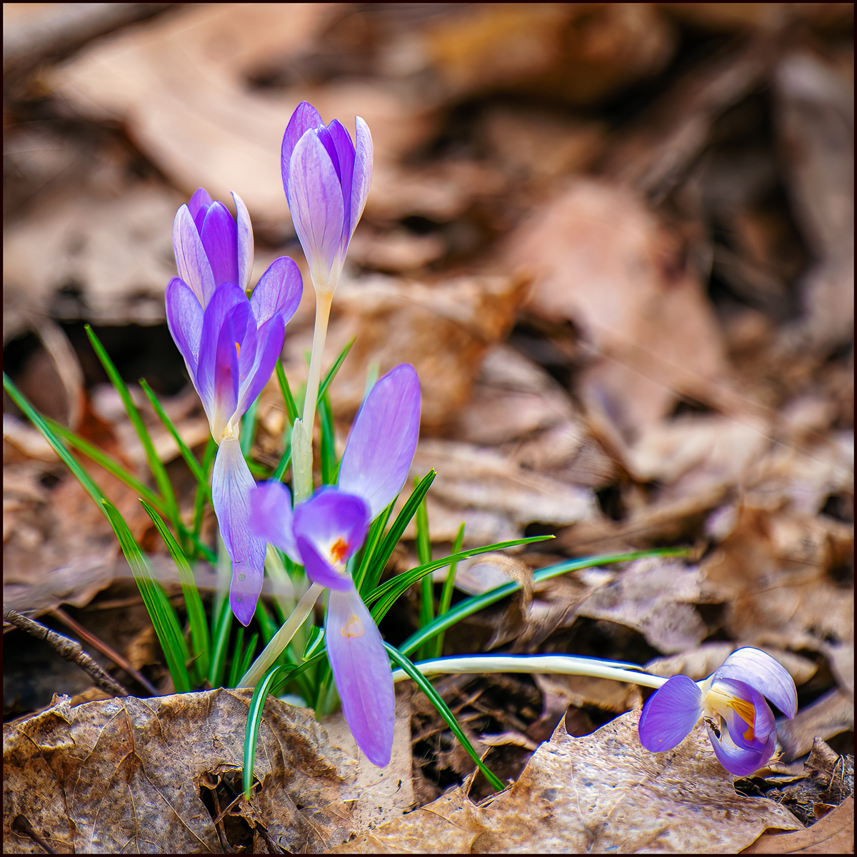 Some Spring Flowers Photography, Images and Cameras