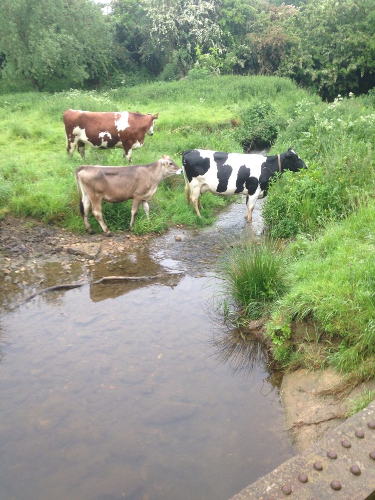 Cow Talk Ahimsa Milk