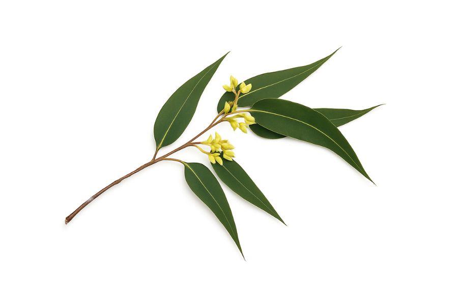 Eucalyptus (Lemon Scented) from Ahimsa Oils