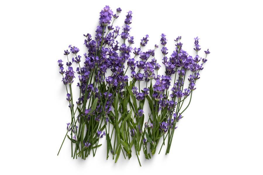 Buy French Lavender Essential Oil Genuine Australia