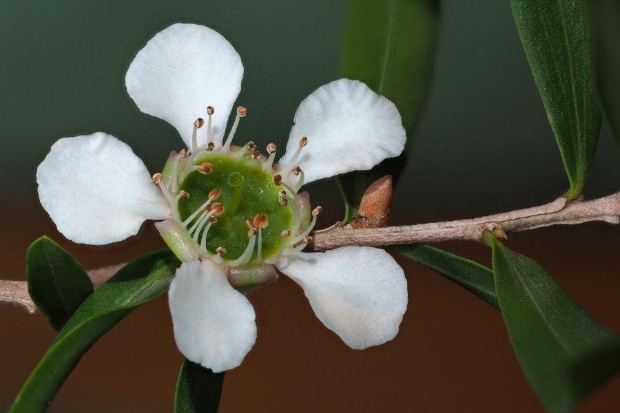 Lemon Scented Tea Tree Essential Oil from Ahimsa Oils
