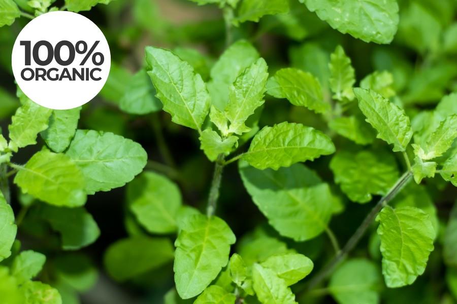Organic Holy Basil Essential Oil from Ahimsa Oils