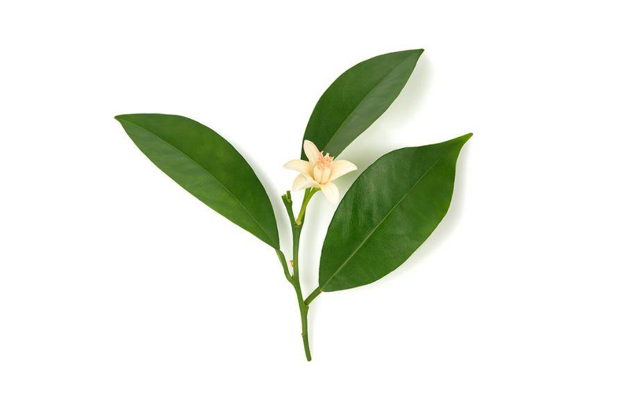 Buy Petitgrain Essential Oil Genuine Australia