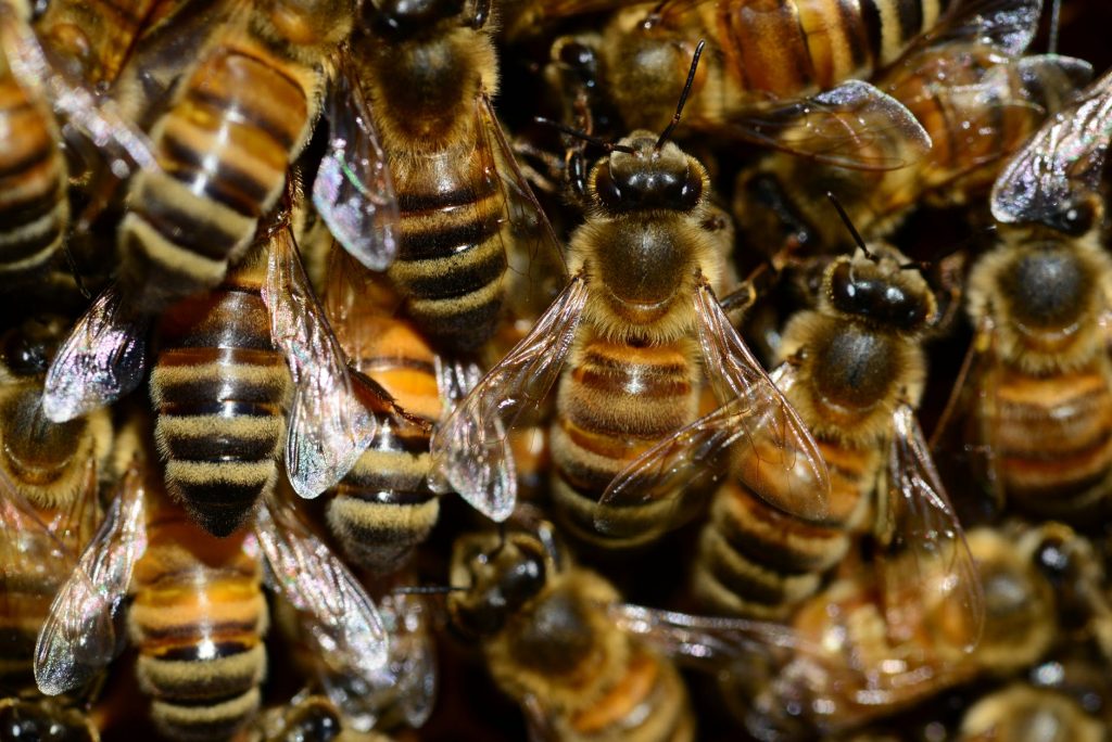 ¿Cómo Ahuyentar a las Abejas? 🥇 Las Mejores Técnicas Ahuyentador