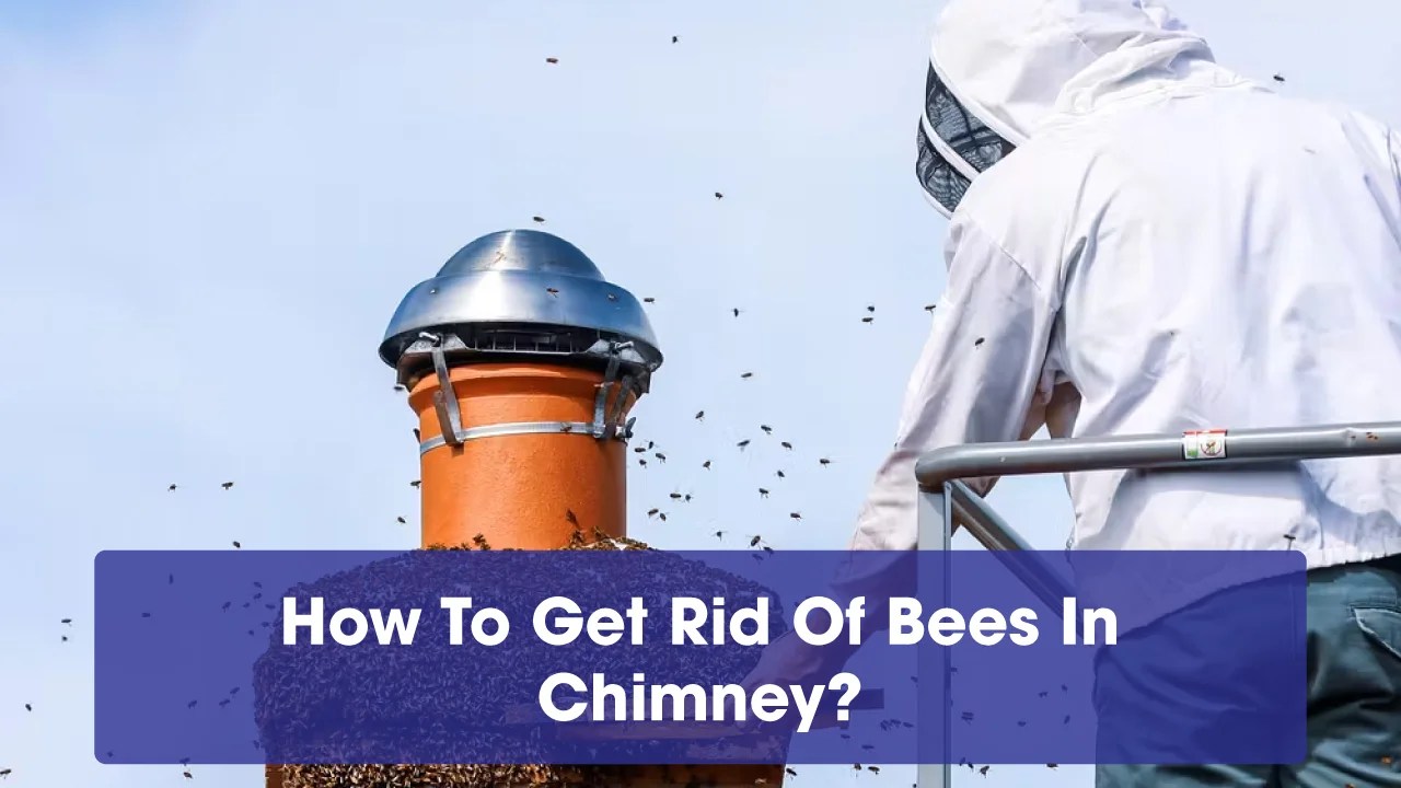 How To Get Rid Of Bees In Chimney? Air Duct Now
