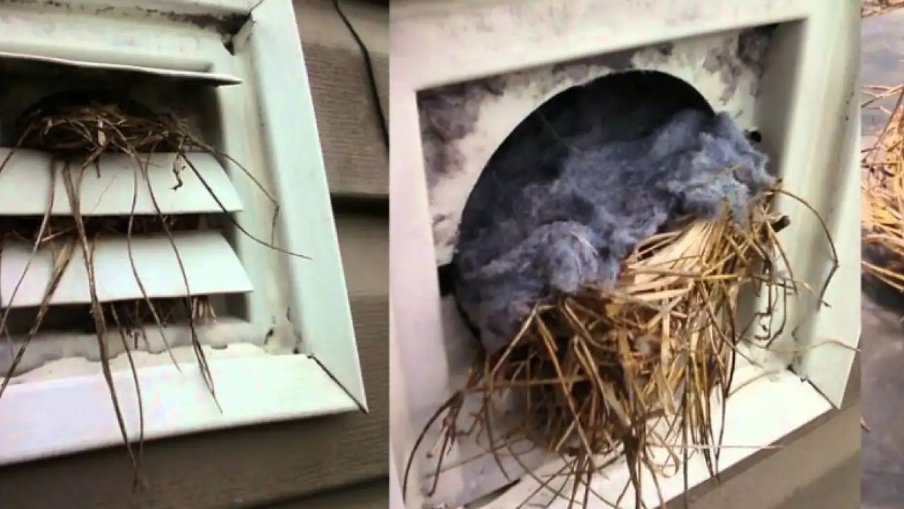 Is Dryer Lint Toxic? Here’s Everything You Must Know