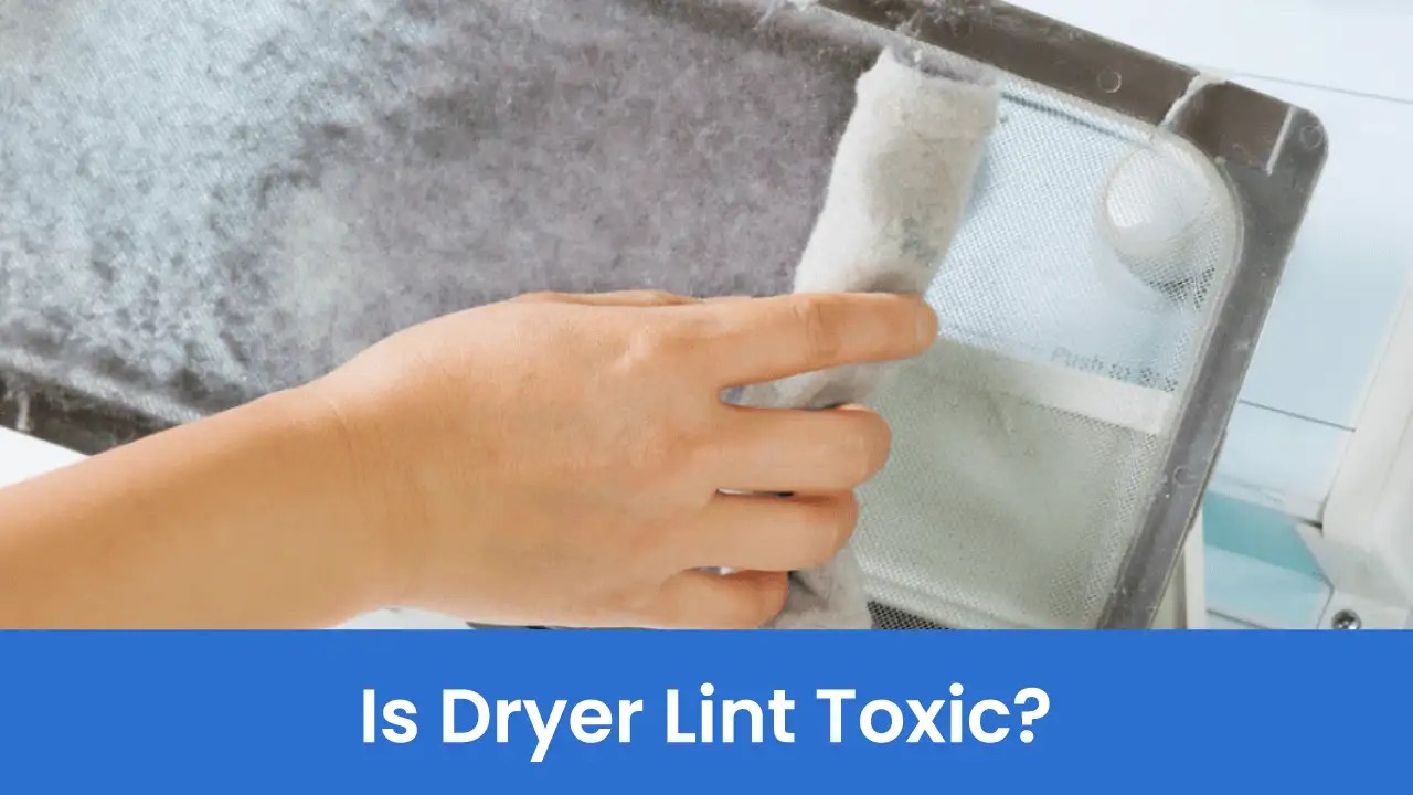 Is Dryer Lint Toxic? Here’s Everything You Must Know