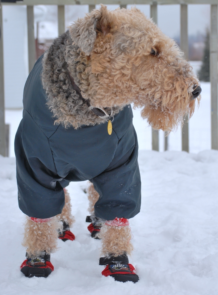 Petsmart Dog Boots For Winter Division of Global Affairs