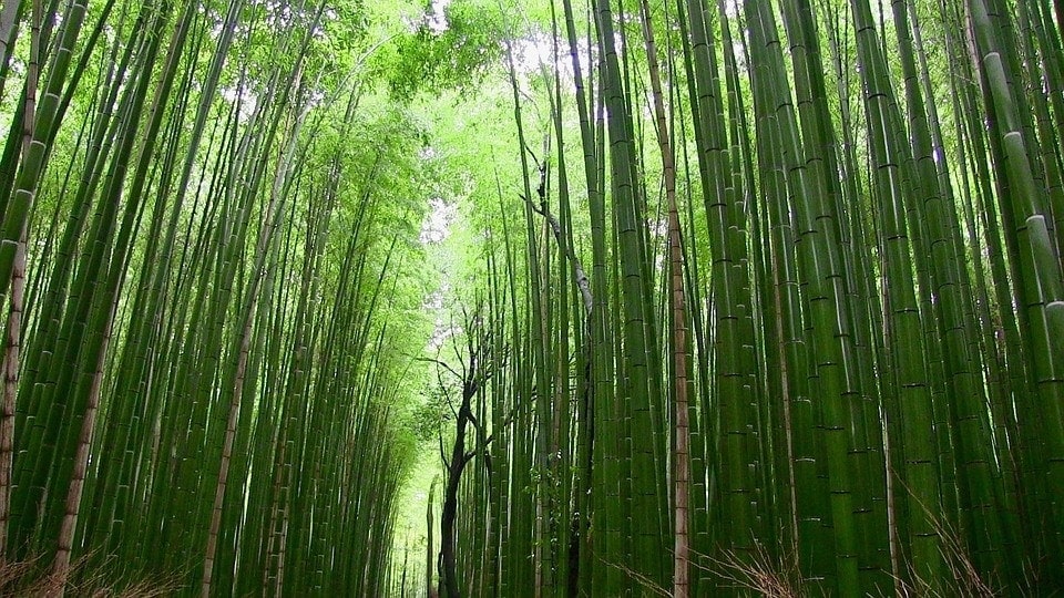Bambù la natura ci insegna come costruire nuovi materiali