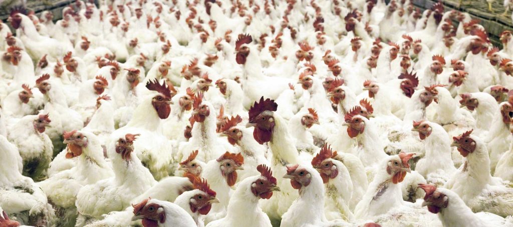 Bird flu is caused by a virus. Avian Influenze Deadly Bird Flu Airius Pureair Series