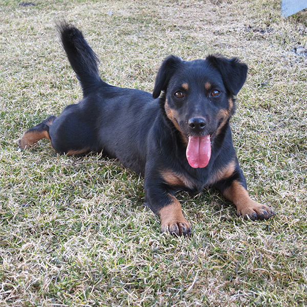 Top 99+ Images Full Grown Black And Tan Jack Russell Completed