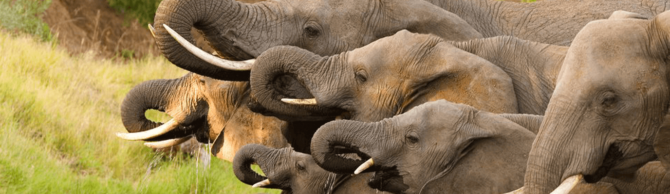 Bachelor of Zoology (BS), Bachelor Programs are offered online via