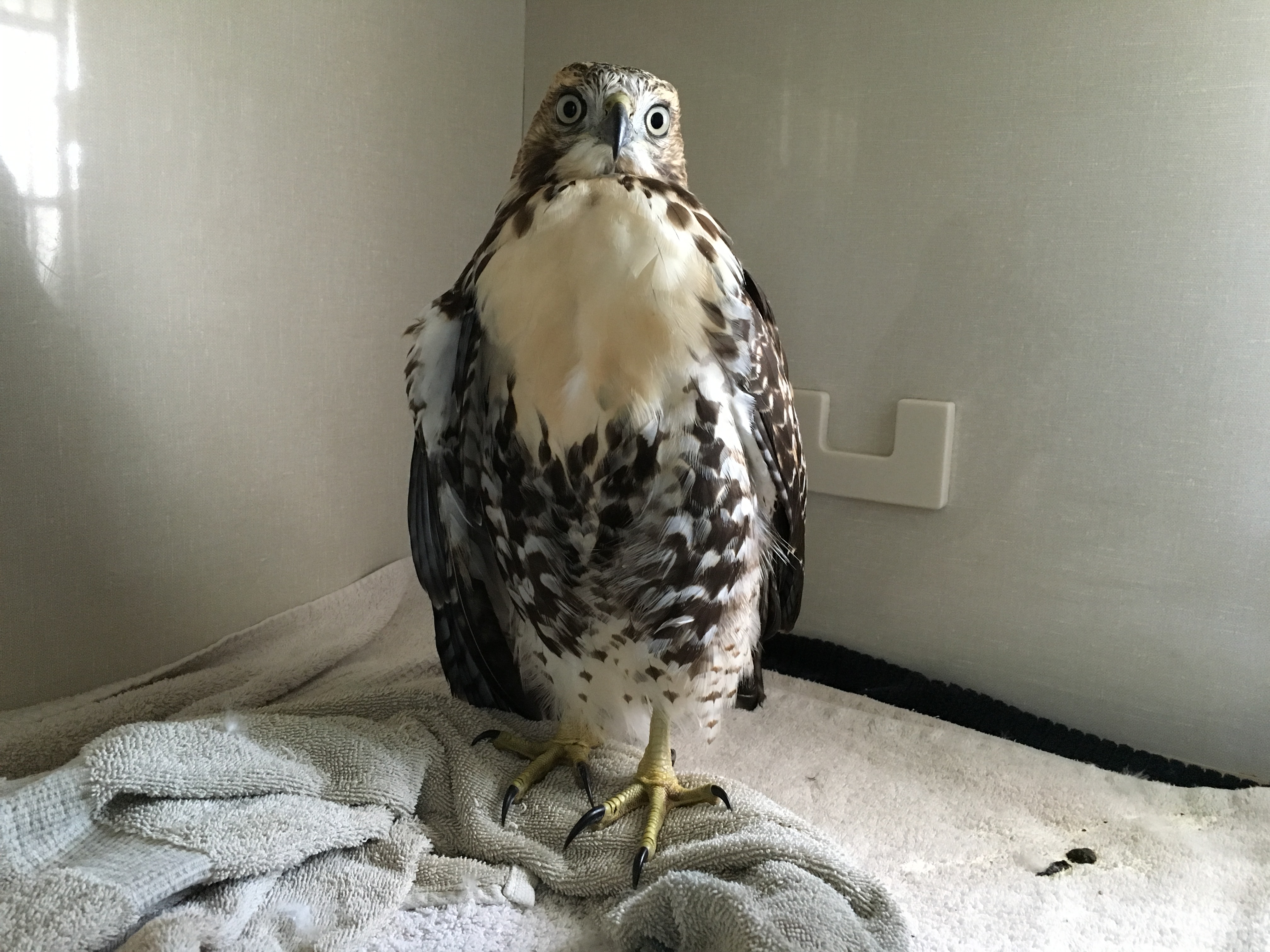 The Ravishing Raptors of Southern Alberta AIWC