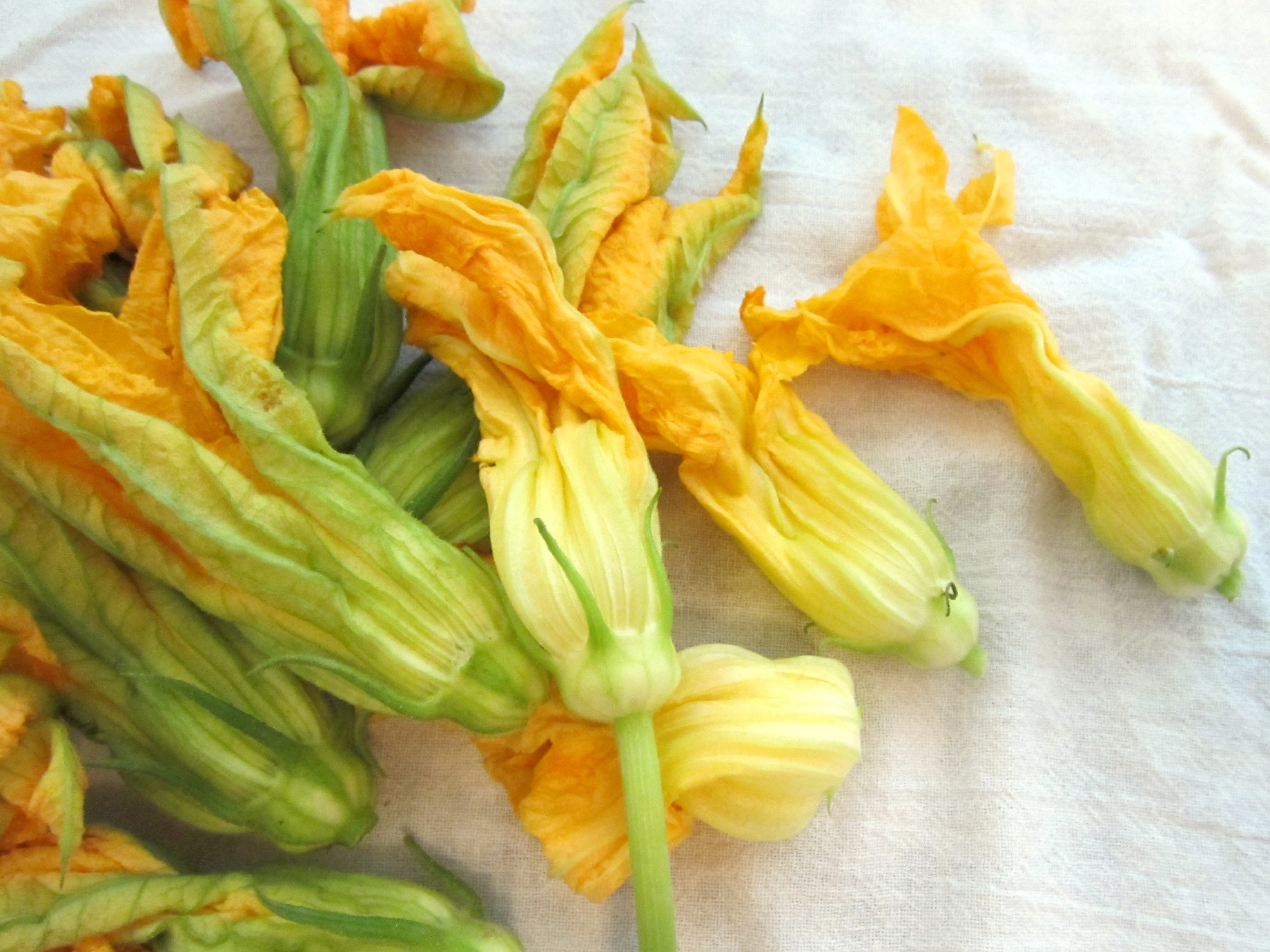 AJ in the Kitchen Food and Wine Journal Squash Blossoms Stuffed