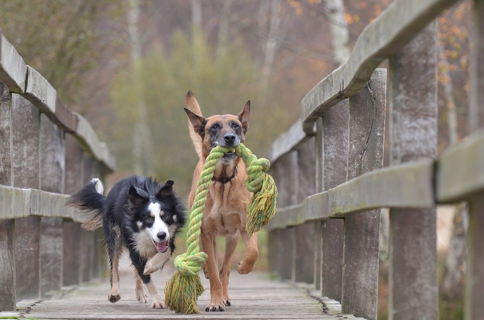 Comment faire pour calmer un chien réactif