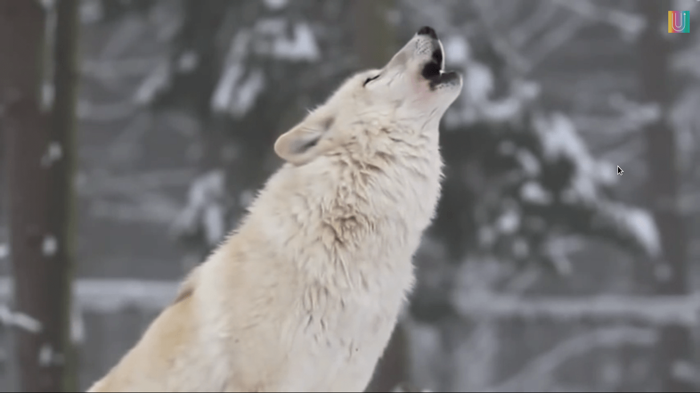 Así es como los lobos cambian el curso de un río [VIDEO] Ajuca