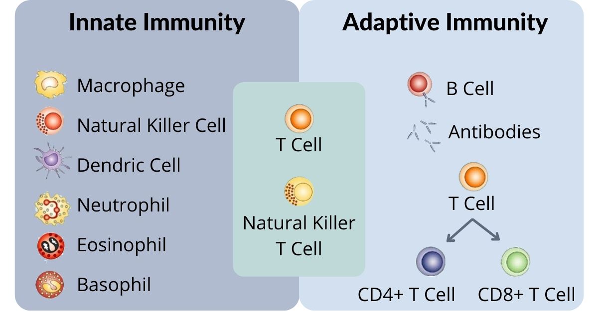 B Lymphocytes And T Lymphocytes
