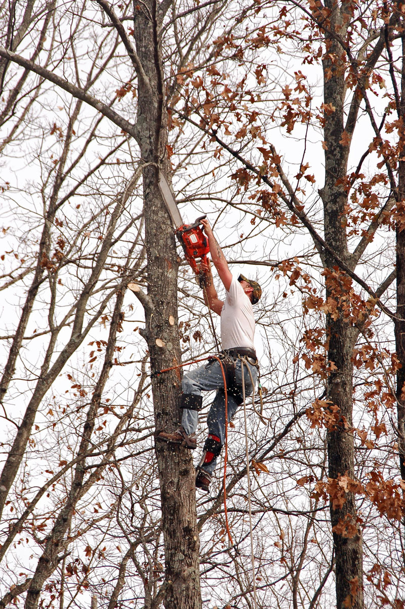 AAA Tree Service Birmingham Alabama