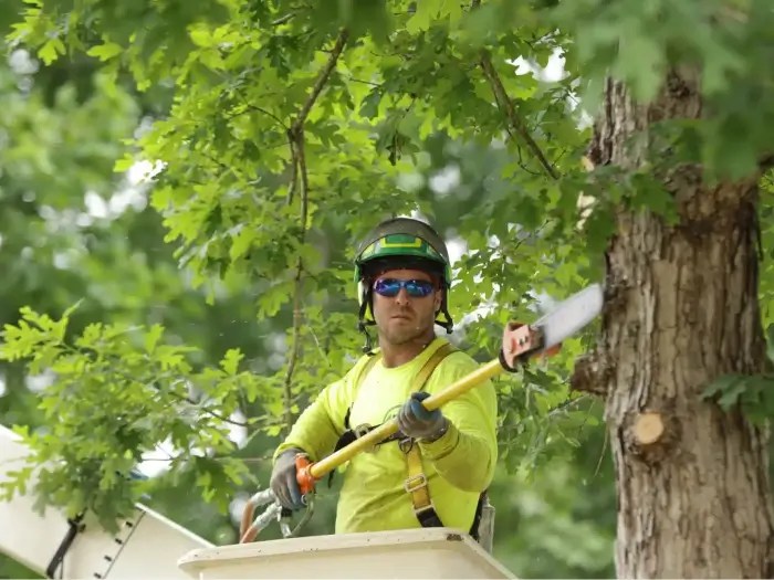 Tree Service Company Residential & Commercial Tree Care Provider
