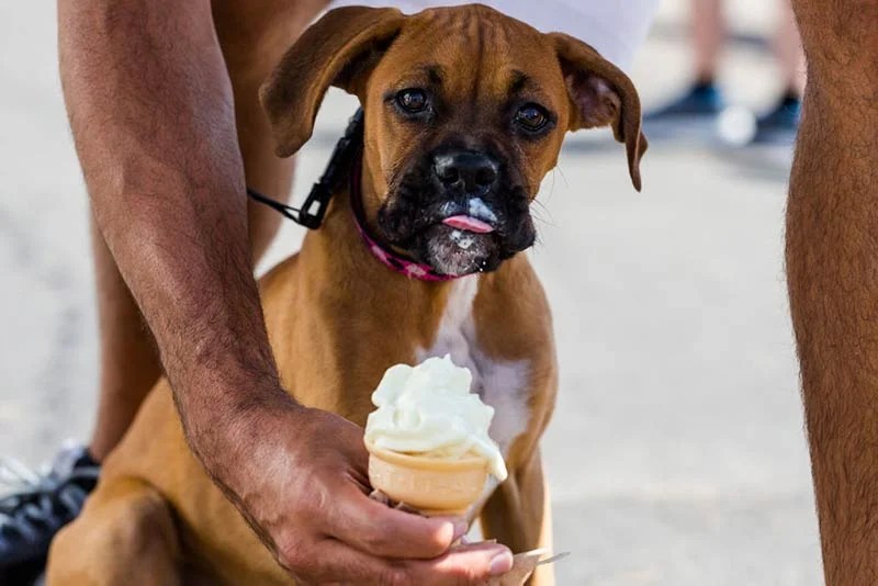 Does Dairy Queen Give Dogs Free Ice Cream