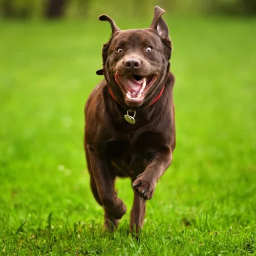 When Can My Dog Run With Me? A Guide To Safe Exercise For Your Canine