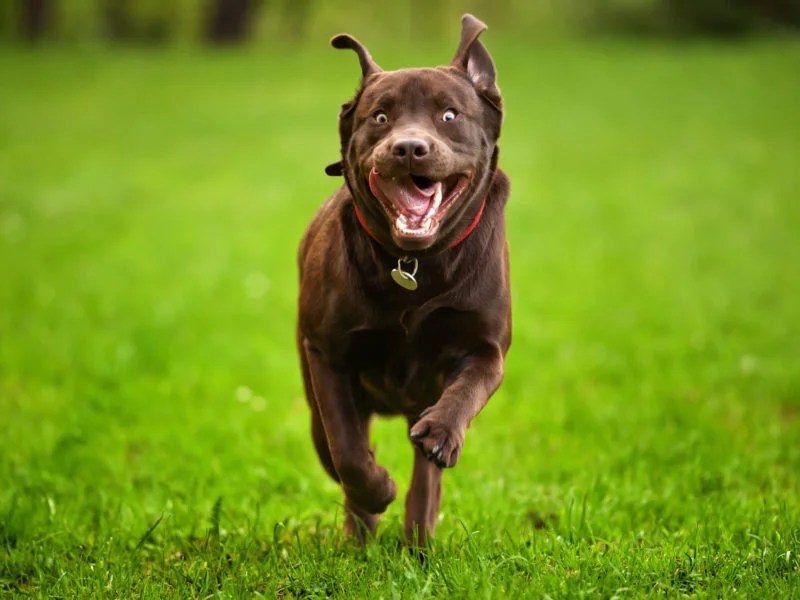 What are Dog Zoomies? Why Your Dog Runs Around in Circles